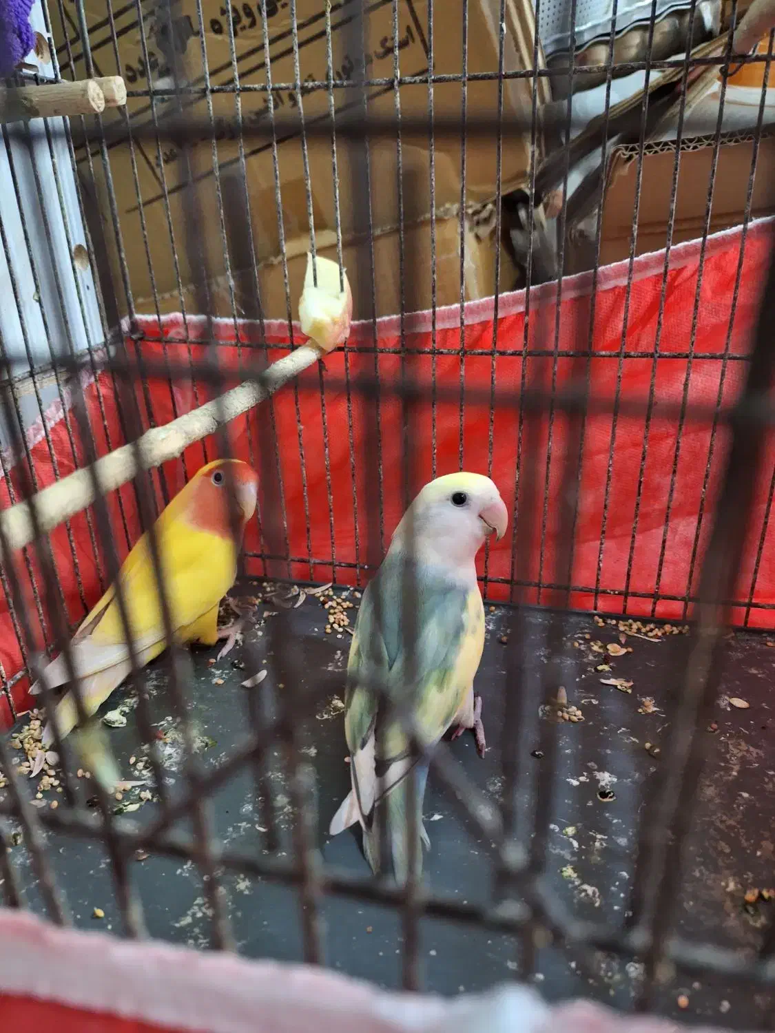 طوطی بزیلی رنگ خاص|پرنده|بروجرد, |دیوار