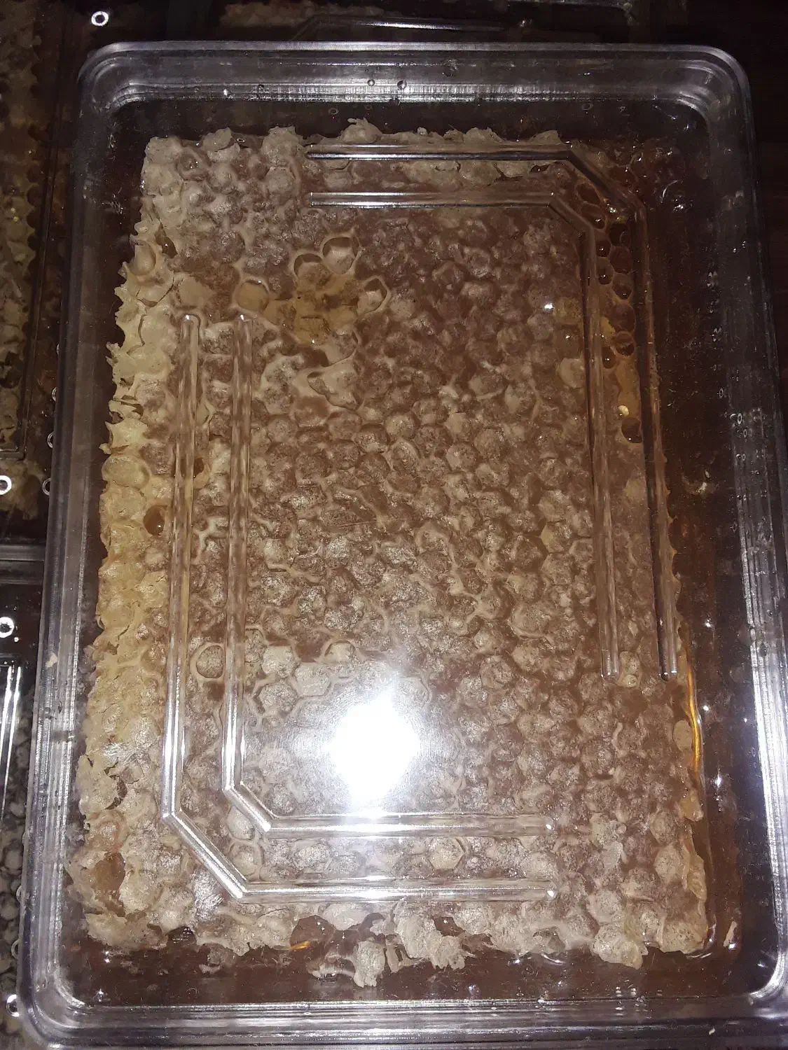 عسل دارویی باموم|خوردنی و آشامیدنی|گلبهار, شهر جدید گلبهار|دیوار