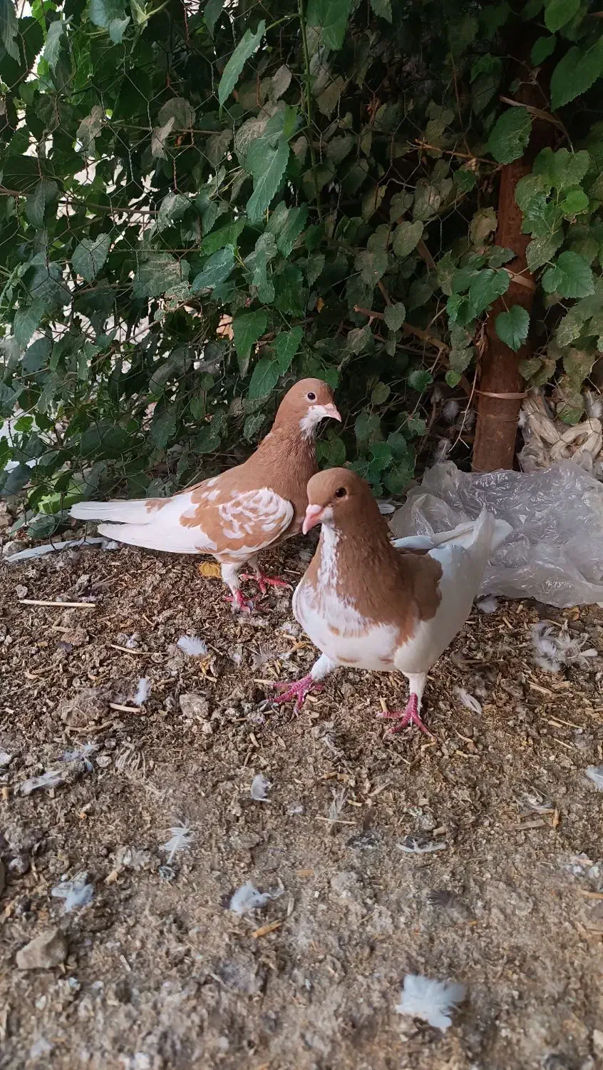 کبوتر رنگی|پرنده|کازرون, |دیوار