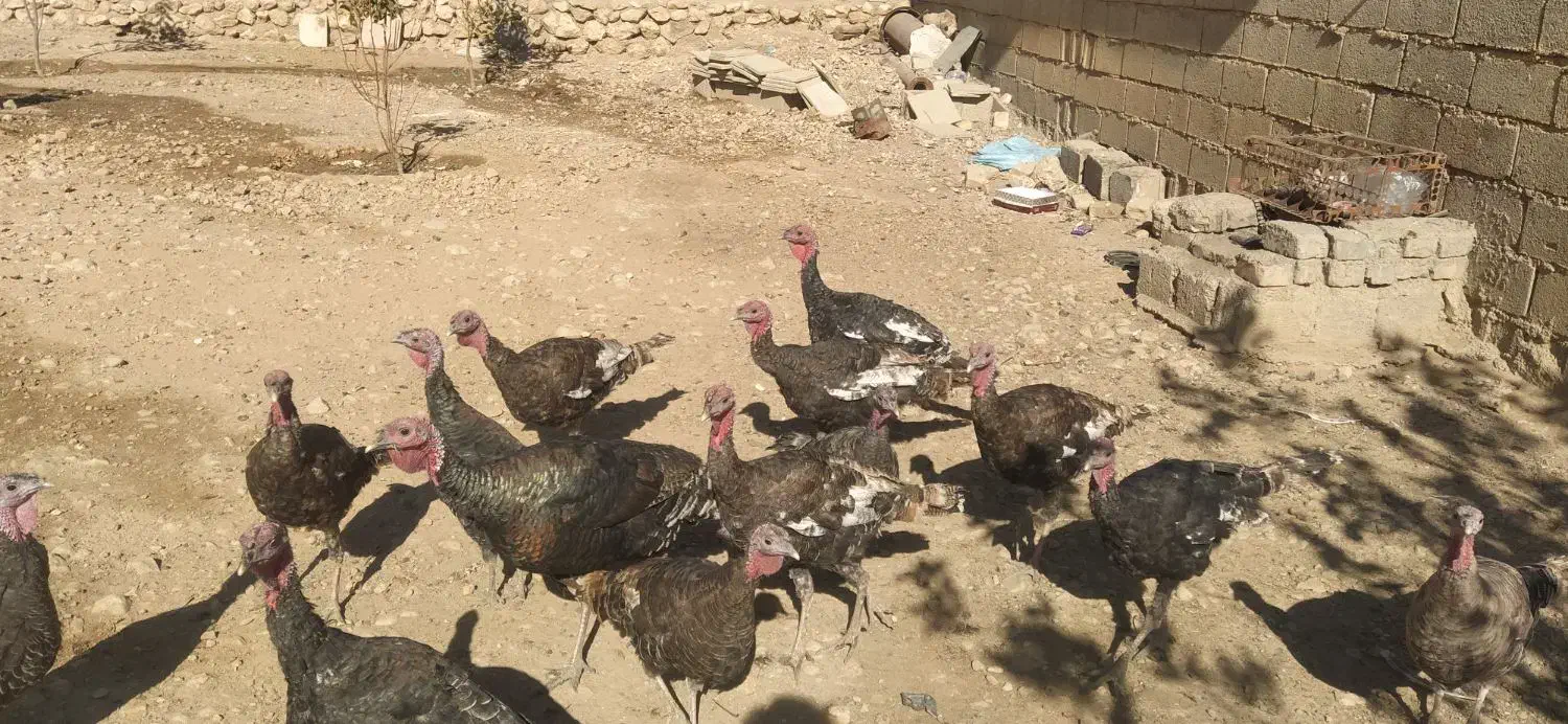 بوقلمون محلی|حیوانات مزرعه|مرودشت, رامجرد یک|دیوار