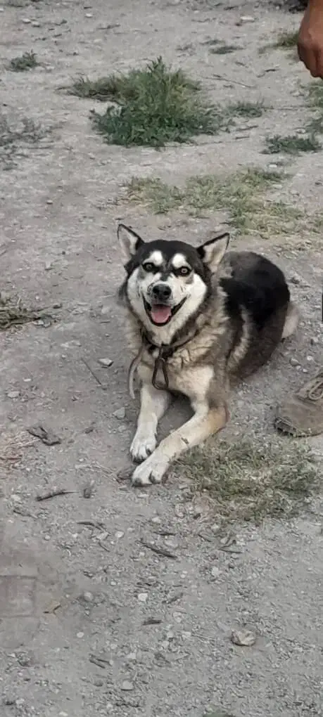 سگ گرگی هاسکی دو رگه|سگ|ارومیه, |دیوار