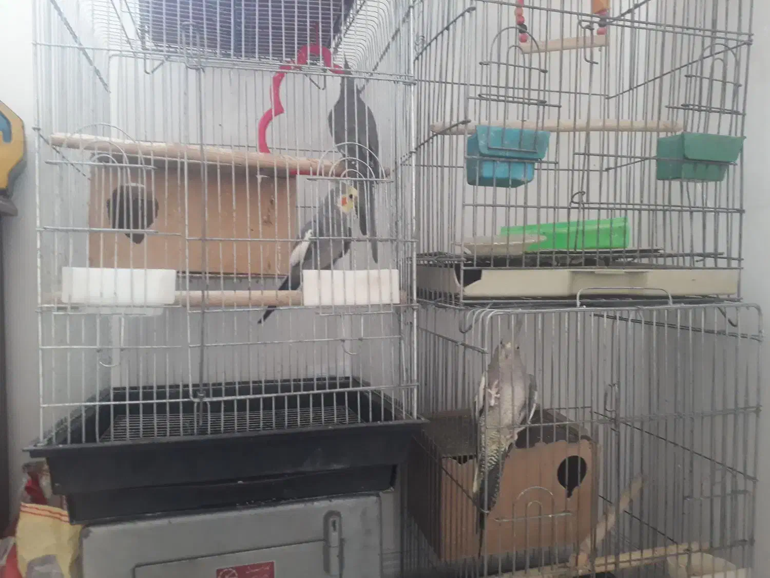 دو جفت عروس هلندی با قفس نو|پرنده|شیراز, سعدیه شمالی|دیوار