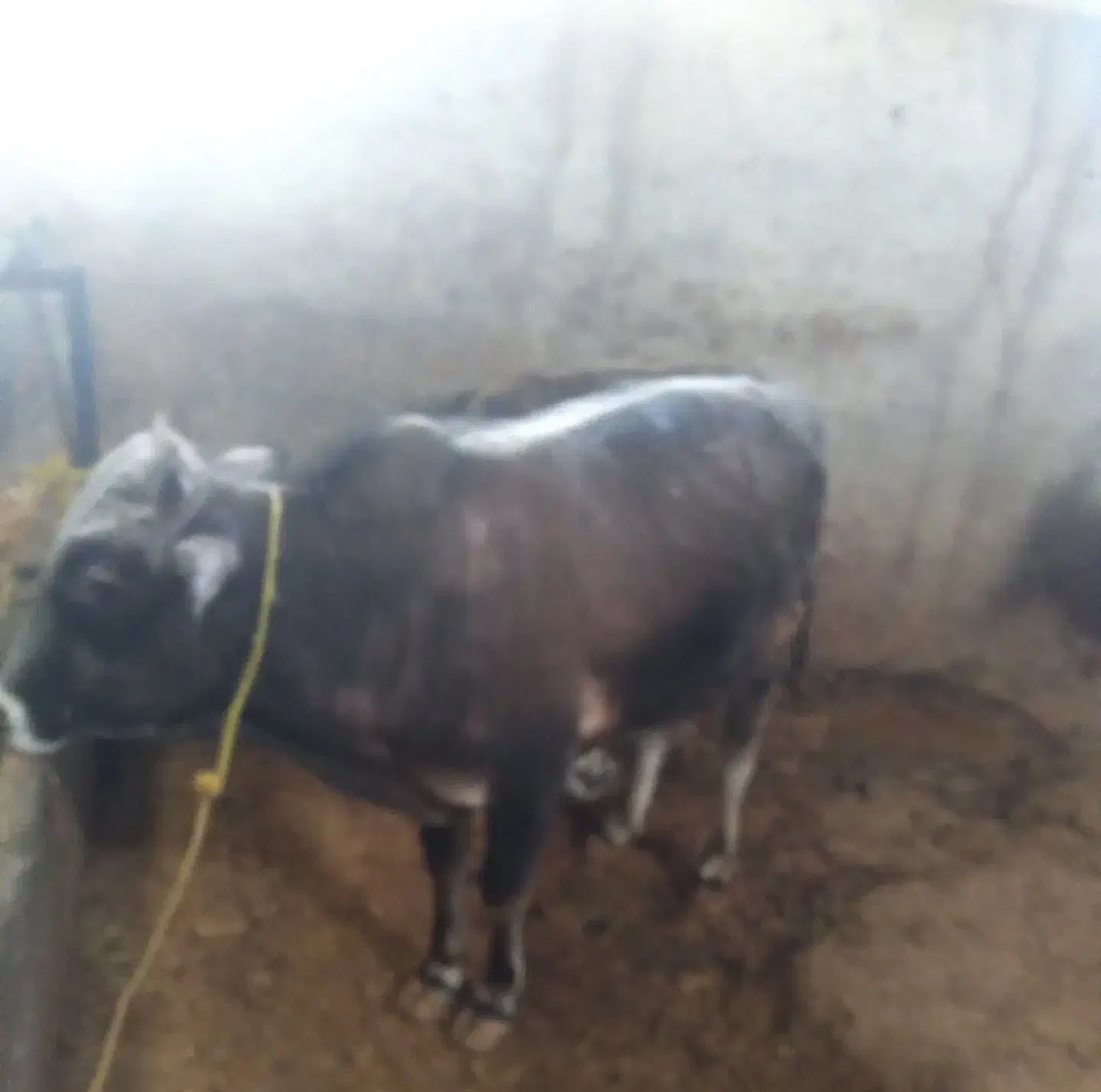 گوساله نر و ماده|حیوانات مزرعه|تهران, فرودگاه مهرآباد|دیوار