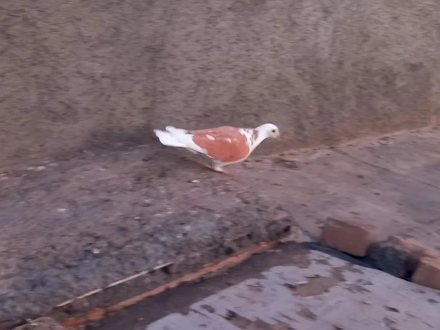 کبوتر|پرنده|سنندج, |دیوار