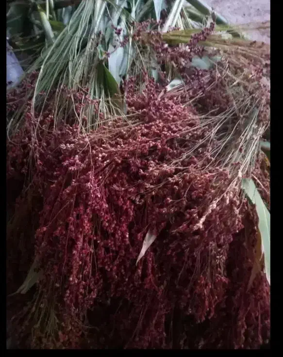 جارو دسته ای|لوازم نظافت|کوهدشت, |دیوار