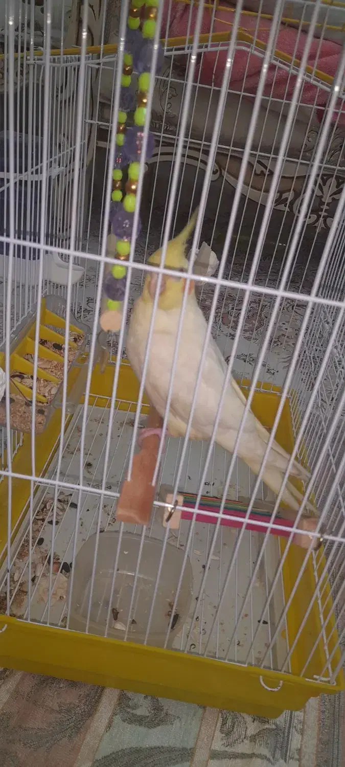 عروس هلندی نر|پرنده|آبیک, |دیوار