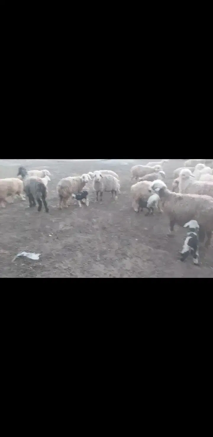 میش بختیاری|حیوانات مزرعه|خانمیرزا, |دیوار