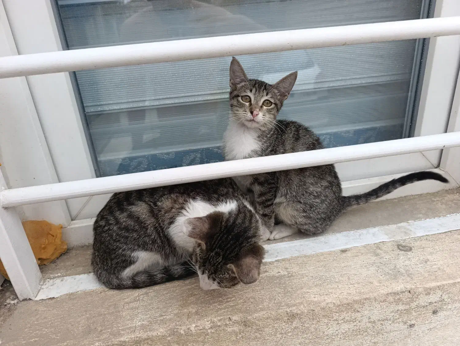 واگذاری بچه گربه|گربه|گنبد کاووس, |دیوار