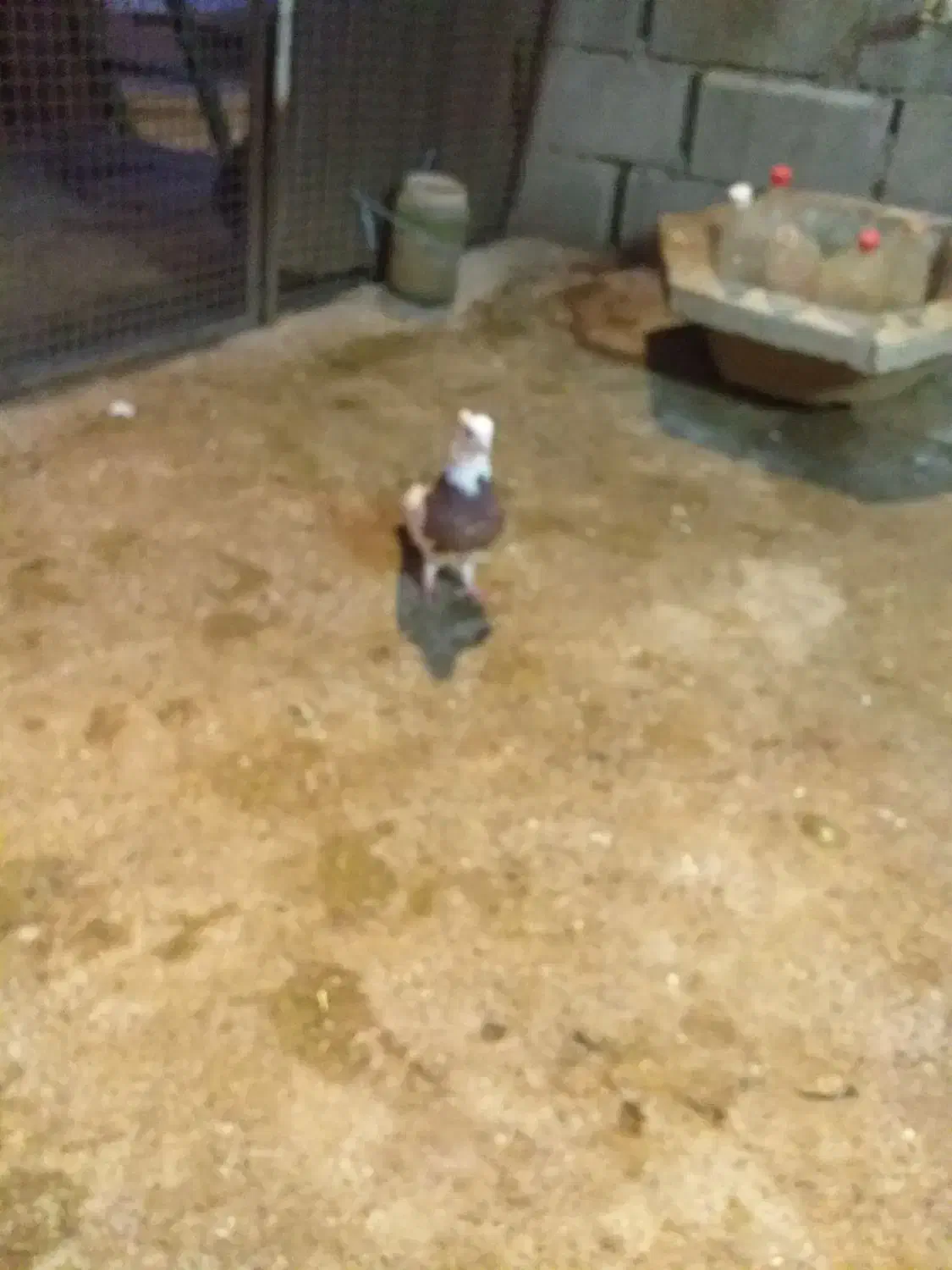 ۱۰عددطوقی قرمزوآبی نروماده ضمانتی|پرنده|نقده, |دیوار