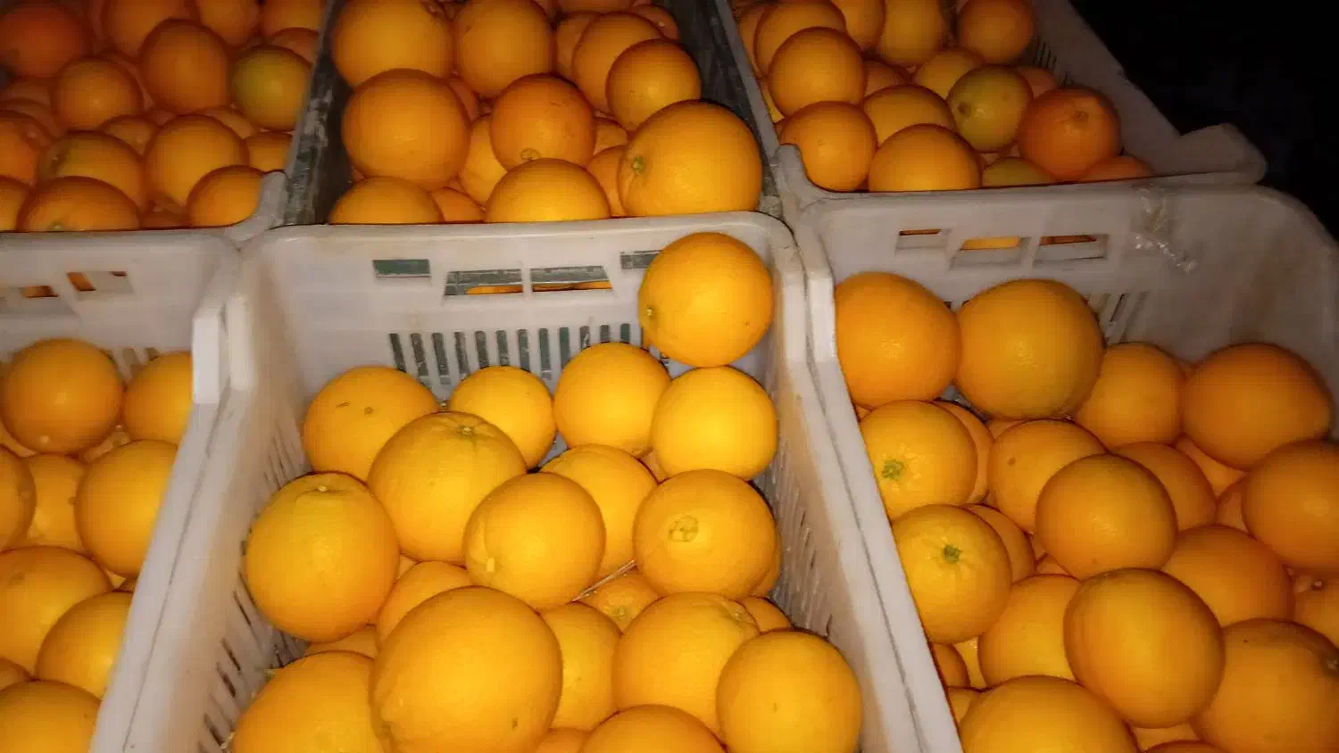 پرتقال جنگلی شیک و مجلسی|خوردنی و آشامیدنی|گلوگاه بابل (گلیا), |دیوار