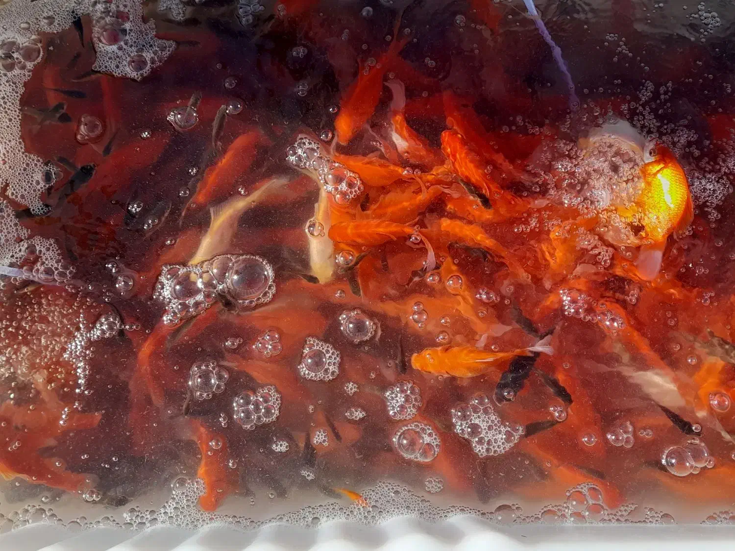 ماهی قرمز|ماهی|مزرعه کتول, |دیوار