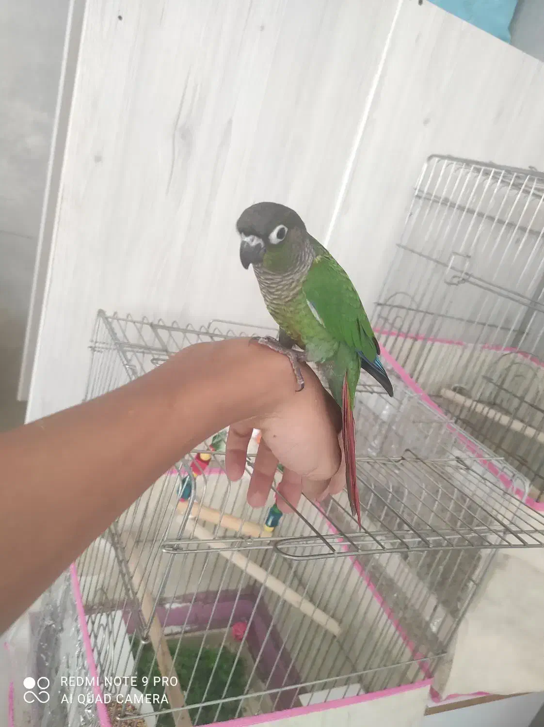 گرینچیک فول دستی|پرنده|بندرعباس, |دیوار