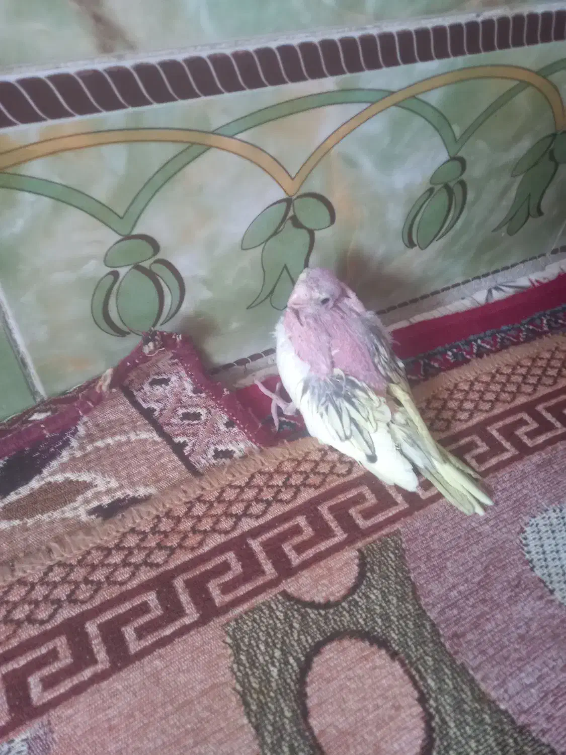 عروس هلندی|پرنده|هامون, |دیوار