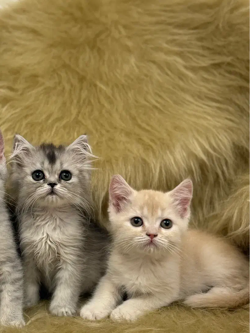 گربه بریتیش|گربه|تبریز, |دیوار