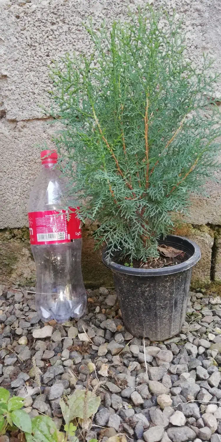 کاج سبز فشرده|گل و گیاه طبیعی|واجارگاه, |دیوار