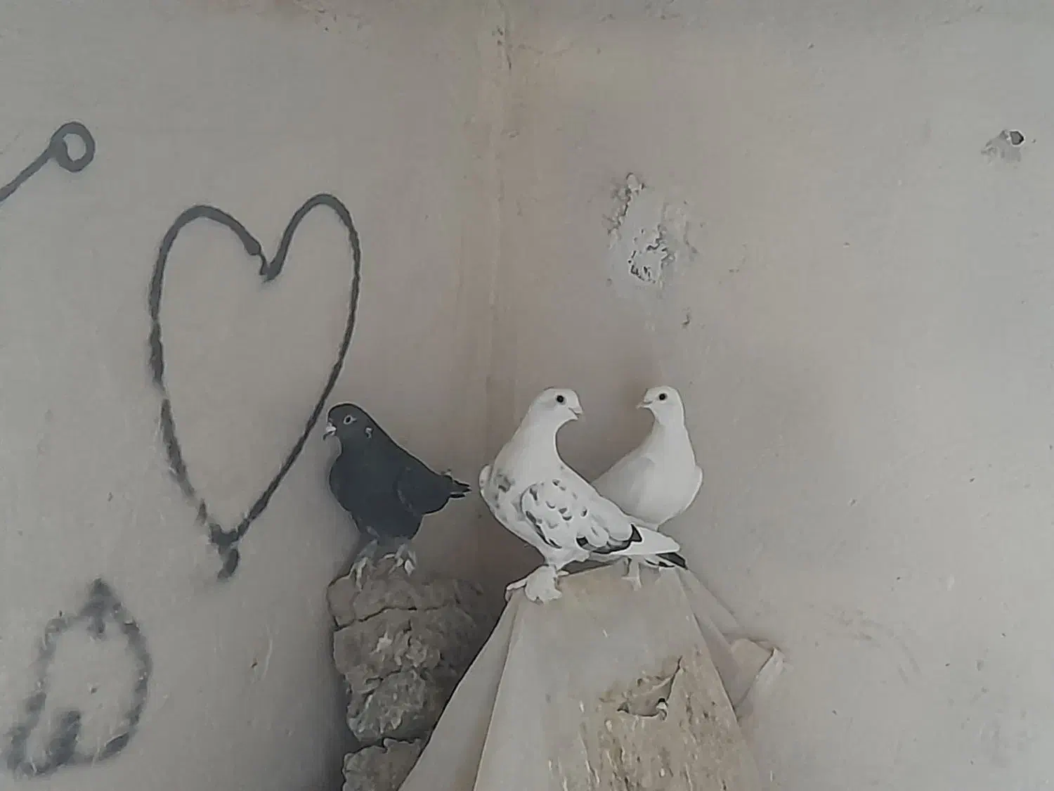 کفتر|پرنده|تبریز, |دیوار