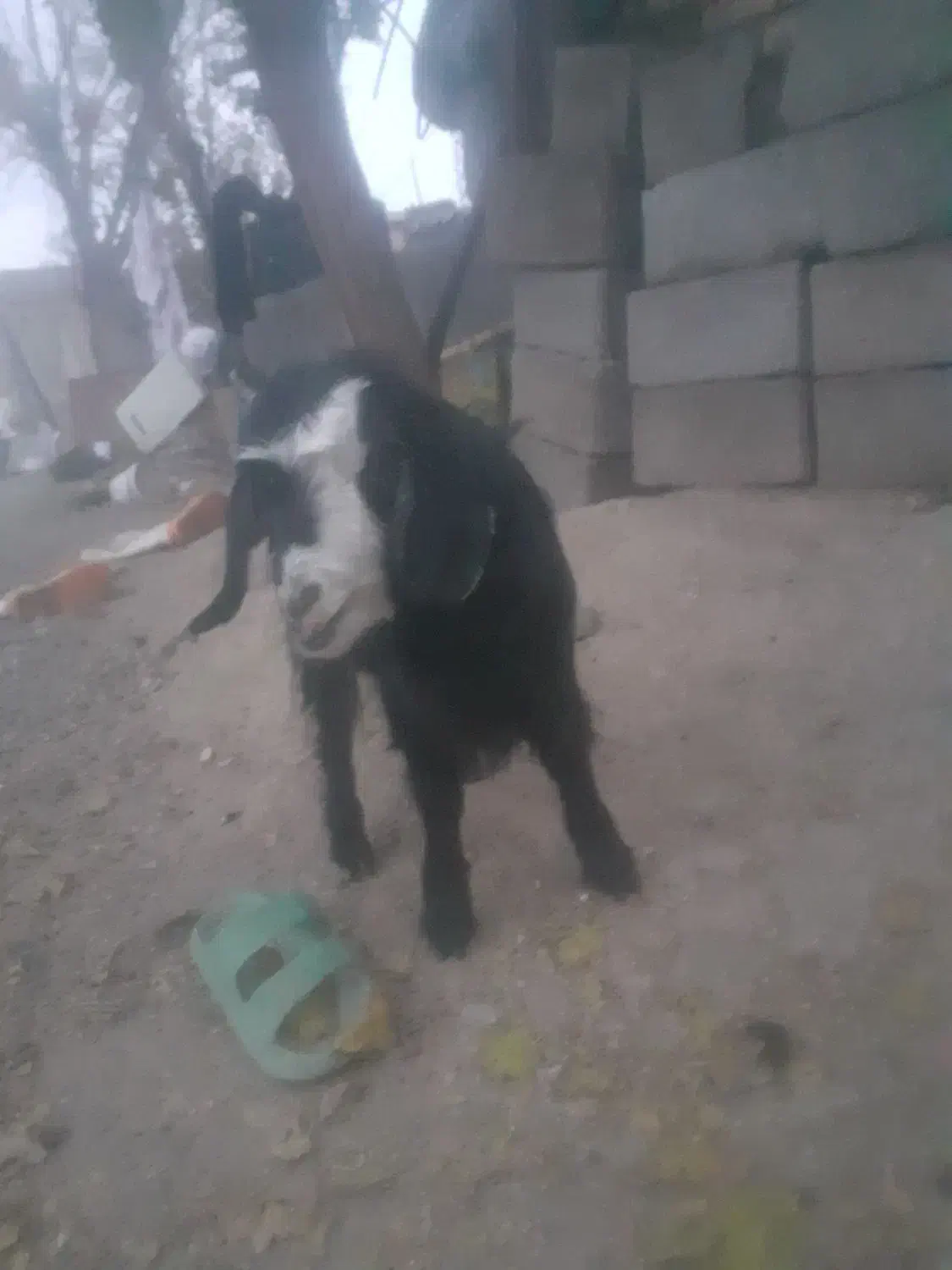 بزغاله|حیوانات مزرعه|خوی, |دیوار