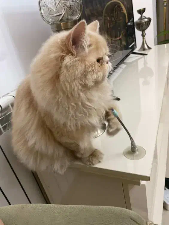 گربه پرشین|گربه|تبریز, |دیوار