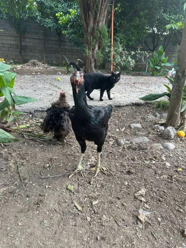 مرغ لاری یه تیغ مشکی و سفید تخم گزار|حیوانات مزرعه|فریدونکنار, |دیوار