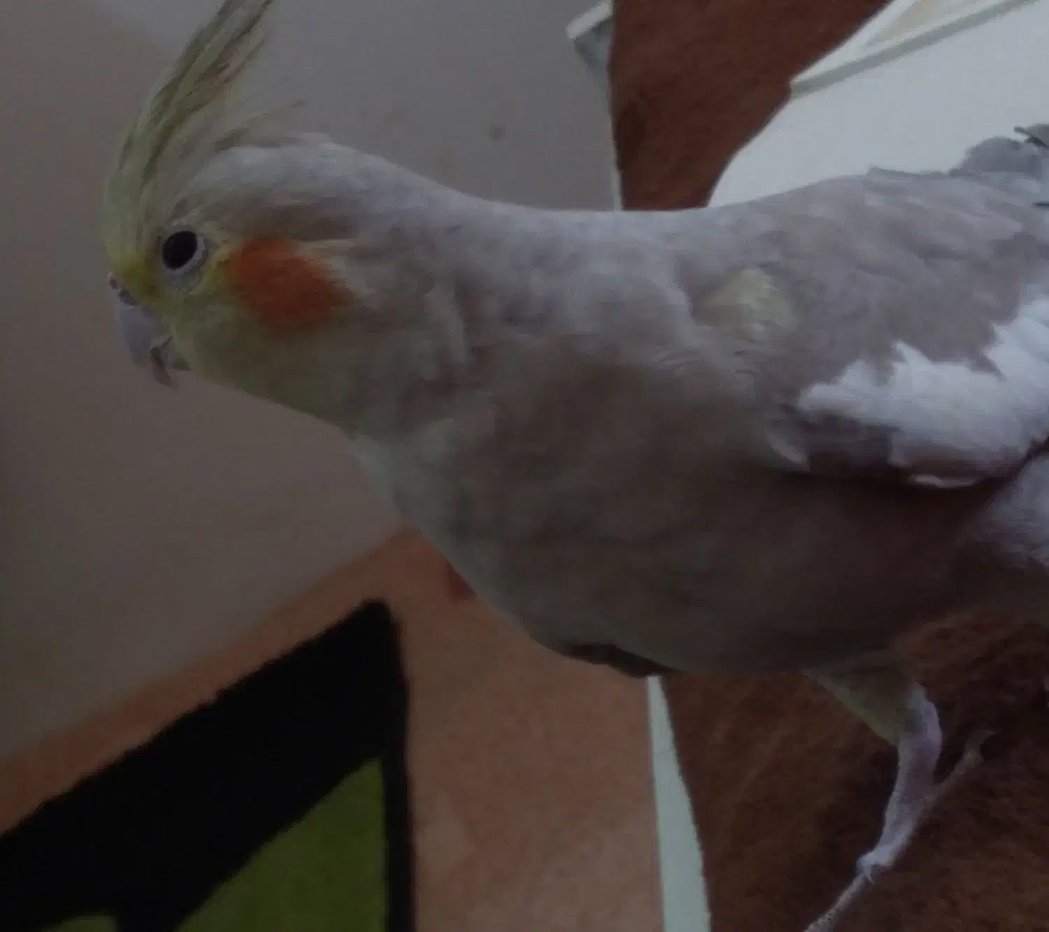 عروس هلندی|پرنده|مشگین شهر, |دیوار