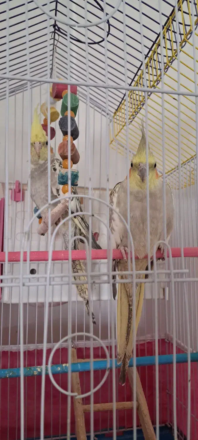 عروس هلندی|پرنده|کوهدشت, |دیوار