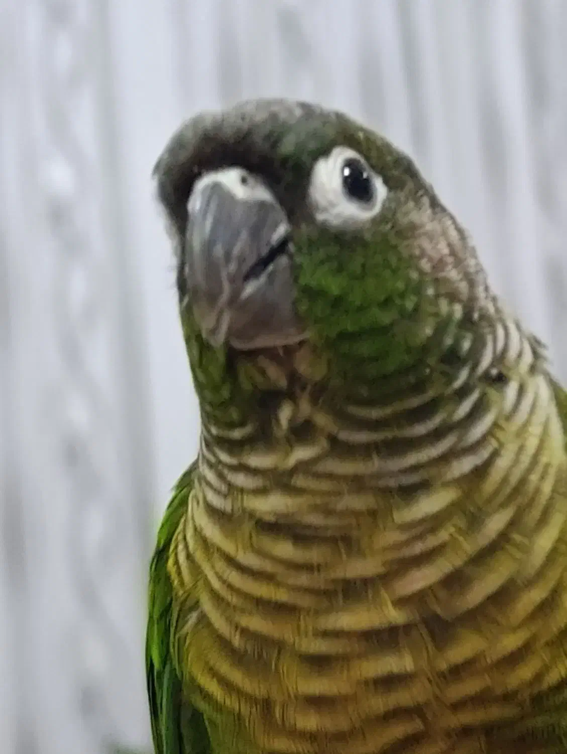 گرینچیک گم شده|حیوانات|اراک, |دیوار