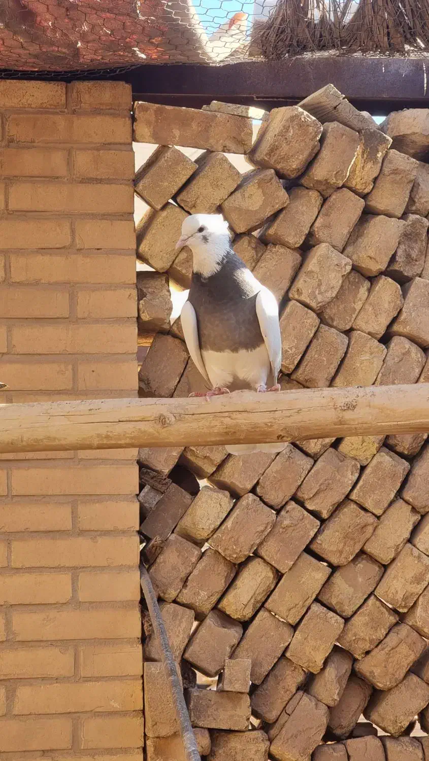 کفتر طوقی|پرنده|زارچ, |دیوار