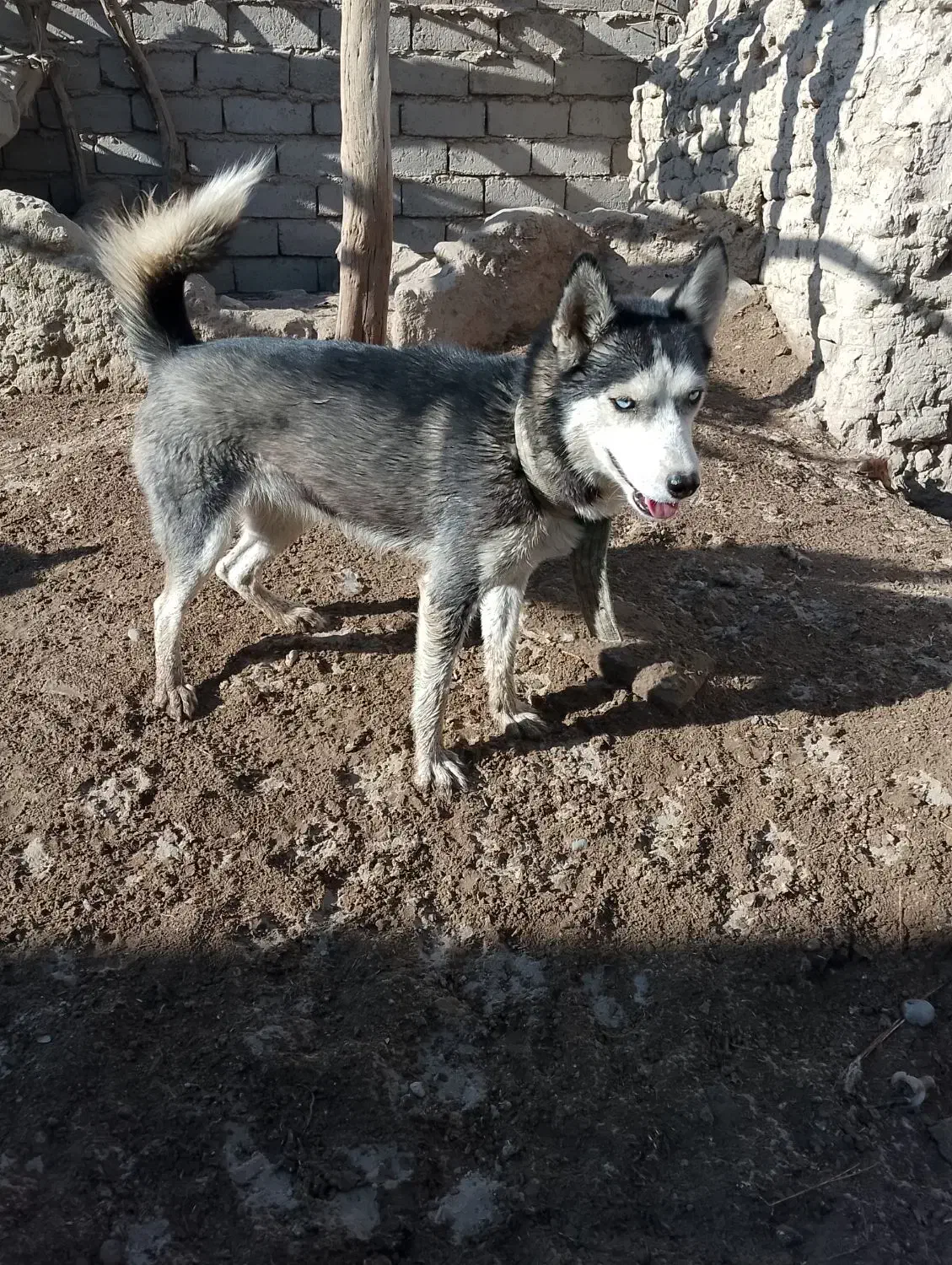 سگ هاسکی|سگ|زهک, |دیوار