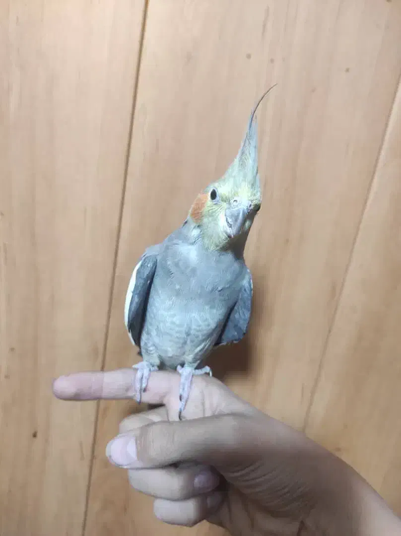 عروس هلندی|پرنده|فولادشهر, A3|دیوار