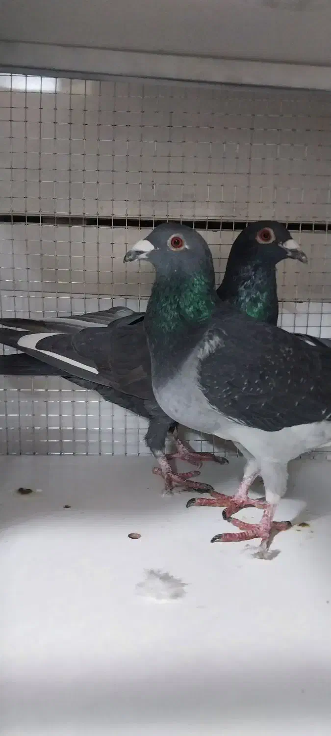 کفتر پلاکی|پرنده|تهران, مسعودیه|دیوار