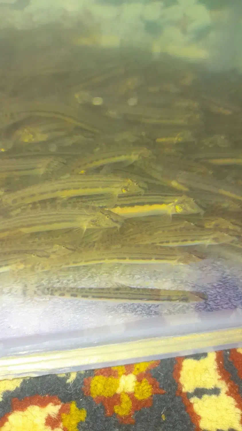 مار ماهی|ماهیگیری|ارومیه, |دیوار