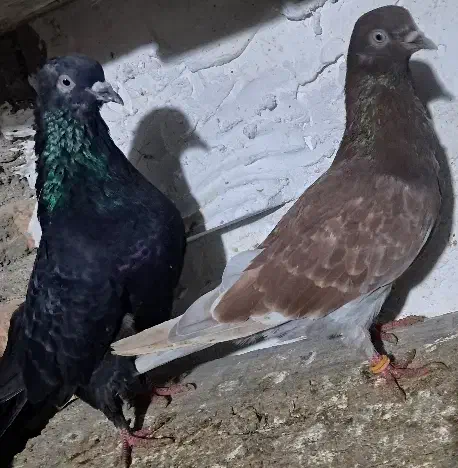 یک جفت کبوتر دمه تخم ،زاغوسرخ|پرنده|مینودشت, |دیوار