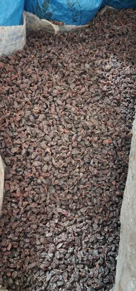 کشمش مویز رطبی|خوردنی و آشامیدنی|شیراز, گلستان|دیوار