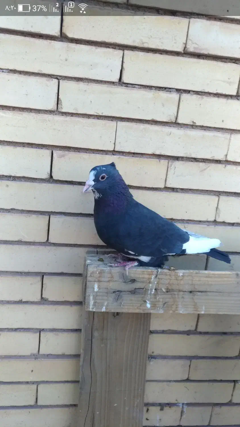 پلنگ نر|پرنده|رفسنجان, |دیوار