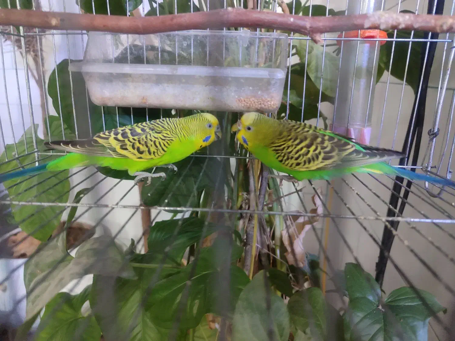 مرغ عشق|پرنده|اسلامآباد غرب, |دیوار