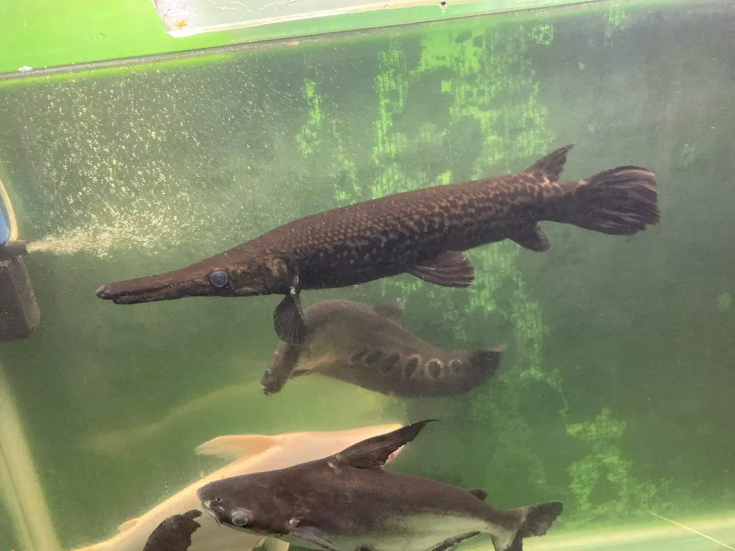 ماهی مانستر|ماهی|بیرجند, |دیوار