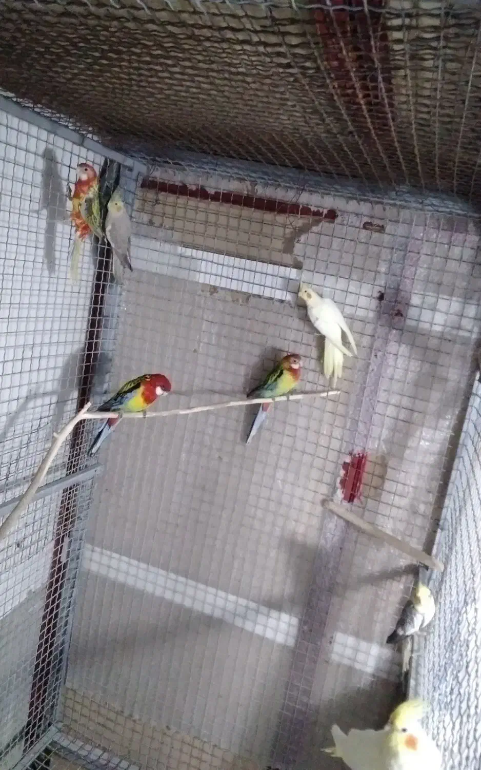 عروس هلندی|حیوانات مزرعه|کرج, اصفهانیها|دیوار