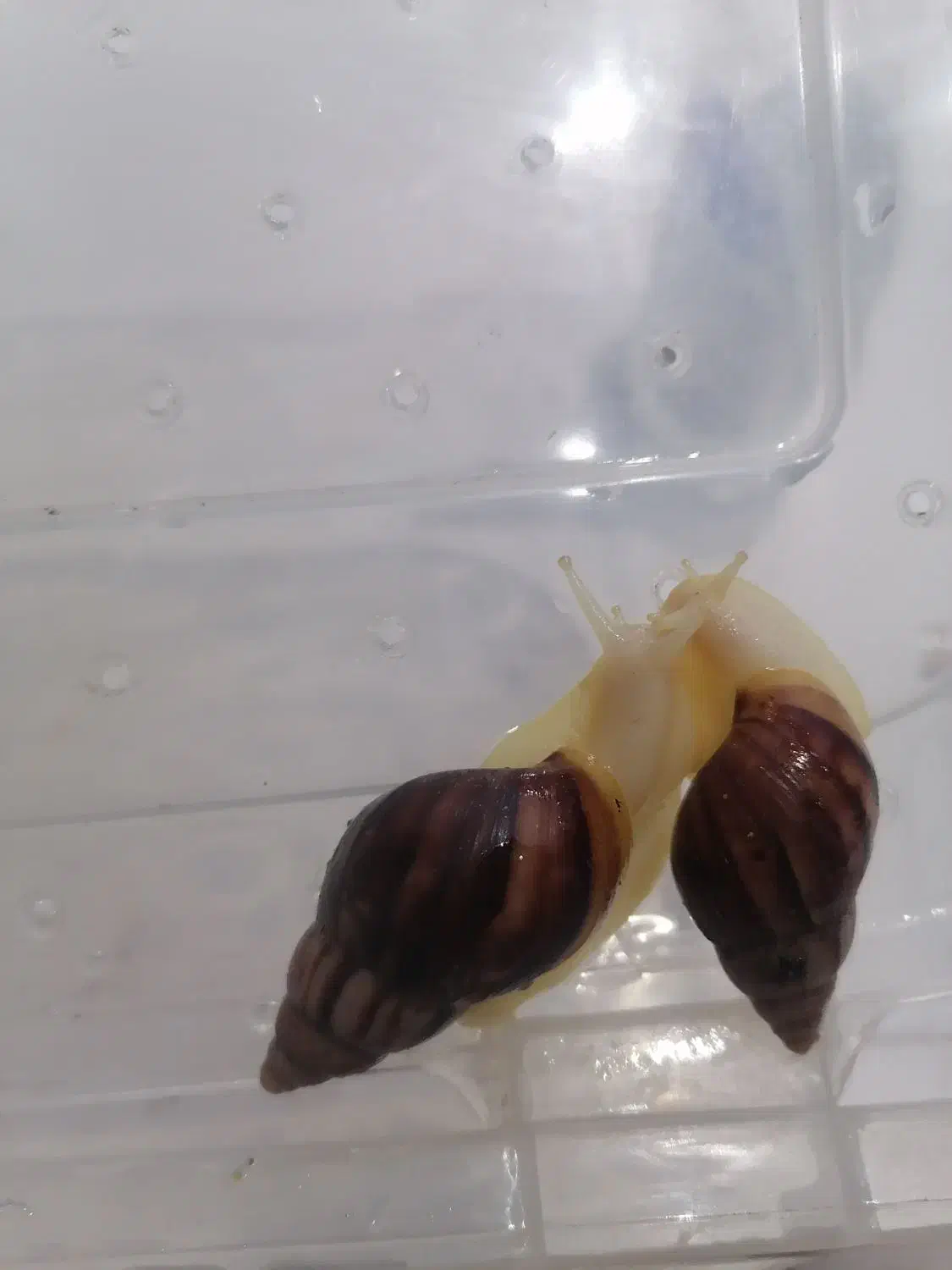 حلزون آلبینو|خزنده|نجف‌آباد, امام خمینی|دیوار