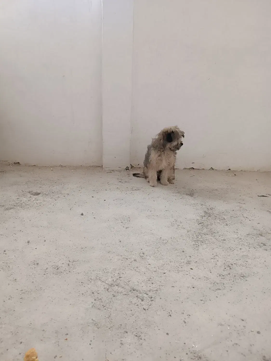 یک عدد سگ 5ماهه|سگ|قم, تولید دارو و یخچال|دیوار