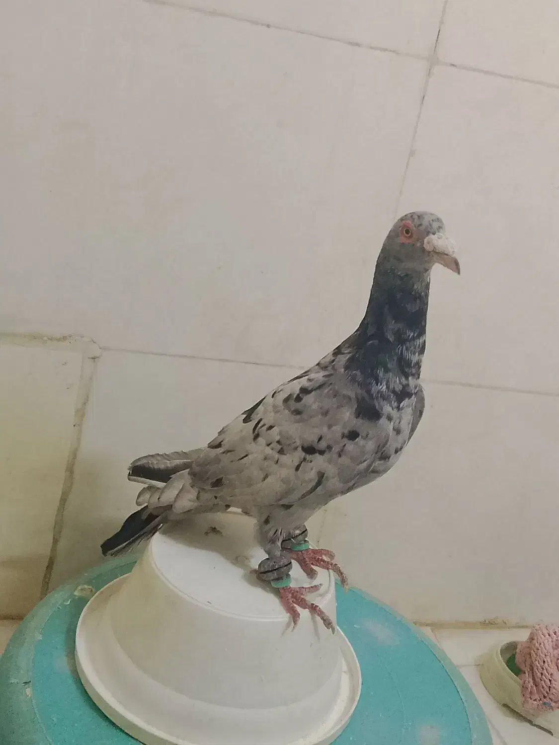 کفتر سرور|حیوانات|مشهد, رستگار|دیوار