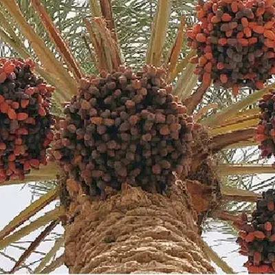 فروش ۸۰۰۰ متری|فروش دفتر صنعتی، کشاورزی، تجاری|رودان, |دیوار