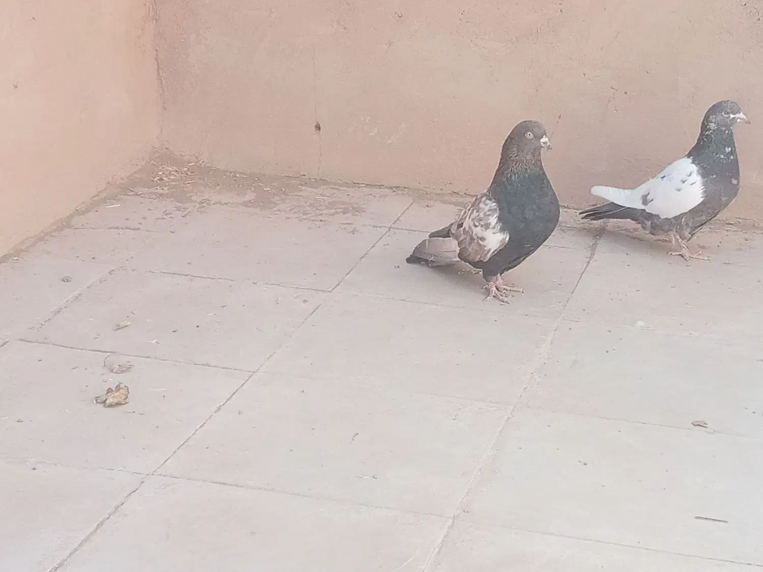 پلنگ و سینه گلی و سینه سیاه|پرنده|رفسنجان, |دیوار