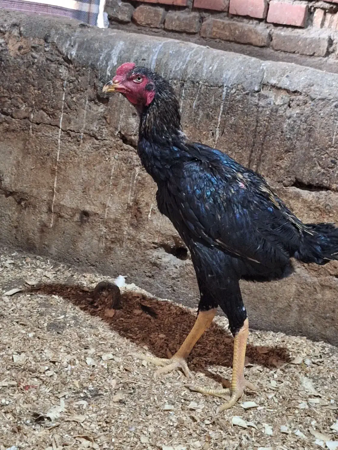مرغ خروس فریح|حیوانات مزرعه|محمدبار, |دیوار