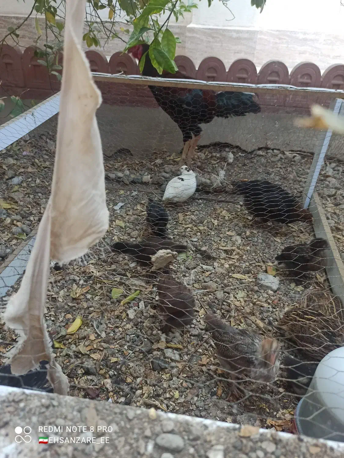 فروش چند عدد نیمچه و جوجه گلپایگانی|حیوانات مزرعه|میناب, |دیوار