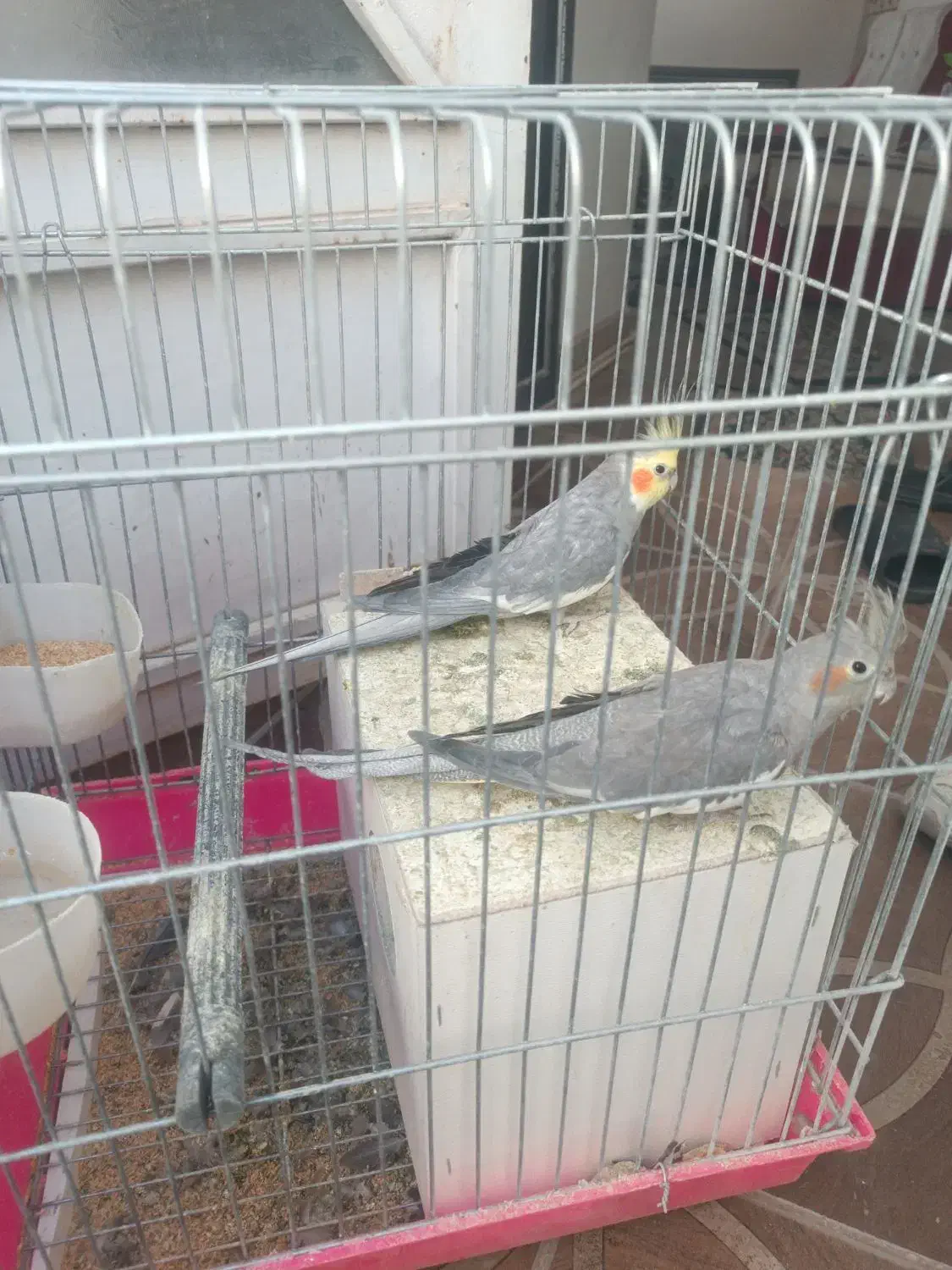 عروس سینامون مولد.|پرنده|کرمان, |دیوار