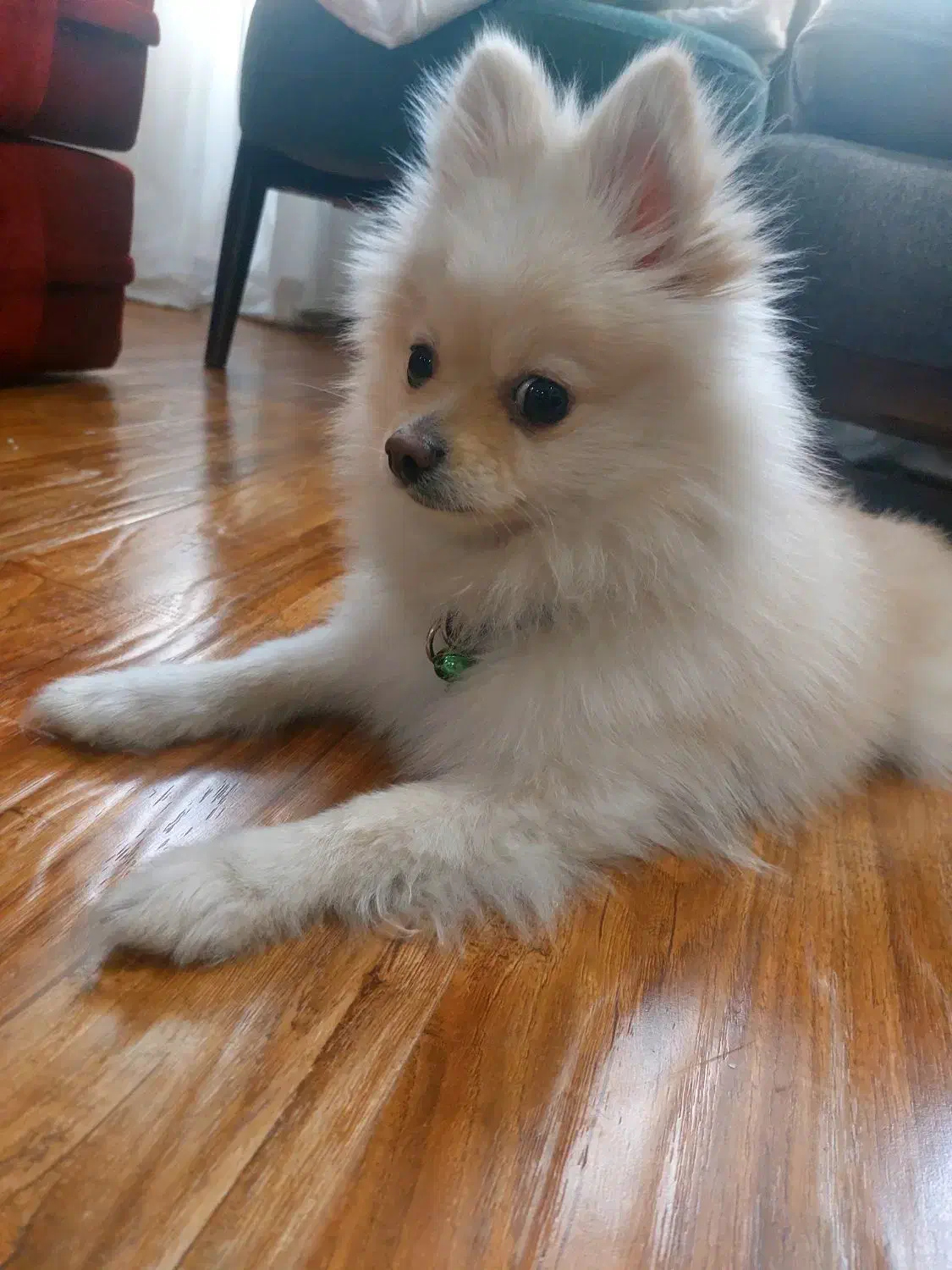 پامرانین(فوری) لطفا آگهی رو کامل مطالعه کنید|سگ|تهران, جردن|دیوار