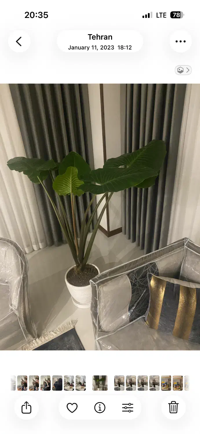 دکور پرده|پرده، رانر، رومیزی|کرج, کوی مهر|دیوار