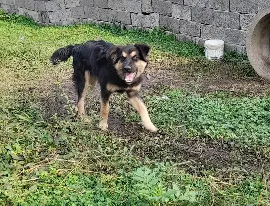 ژرمن اصیل چهار ماه موبلند|سگ|رشت, یخسازی|دیوار