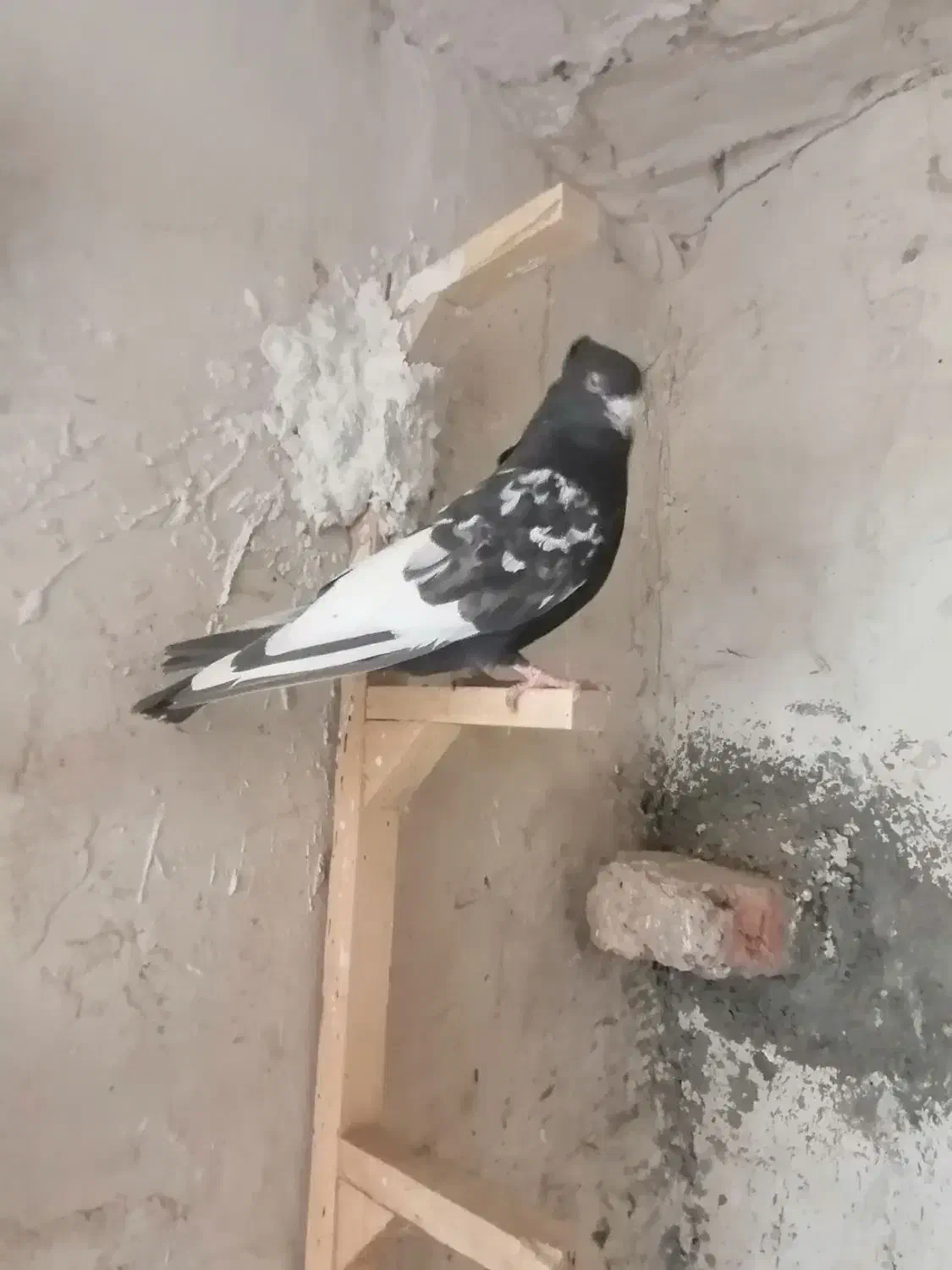 کفتر کبوتر بهبونی|پرنده|مرودشت, تخت جمشید|دیوار