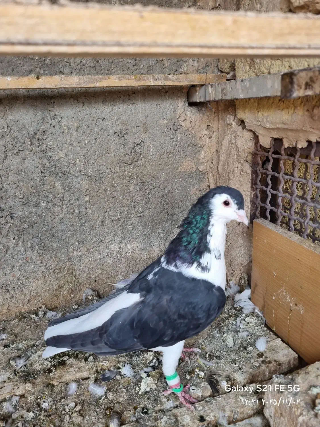 شیرازی وشهرستانی و تهرانی|پرنده|خاوران, |دیوار